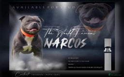 Staffordshire Bull Terrier dogs for sale: Reduced, remaining 2 KC Blue SBT - Image 17