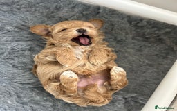 Maltipoo dogs for sale: Stunning F1 Maltipoo Baby Boy - Advert 9