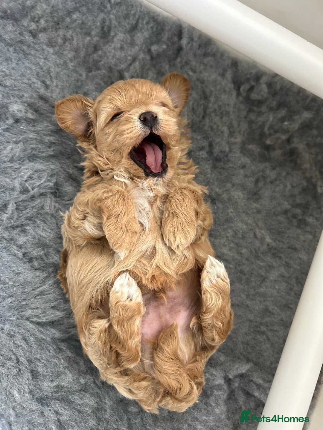 Maltipoo dogs for sale: Stunning F1 Maltipoo Baby Boy - Advert 9