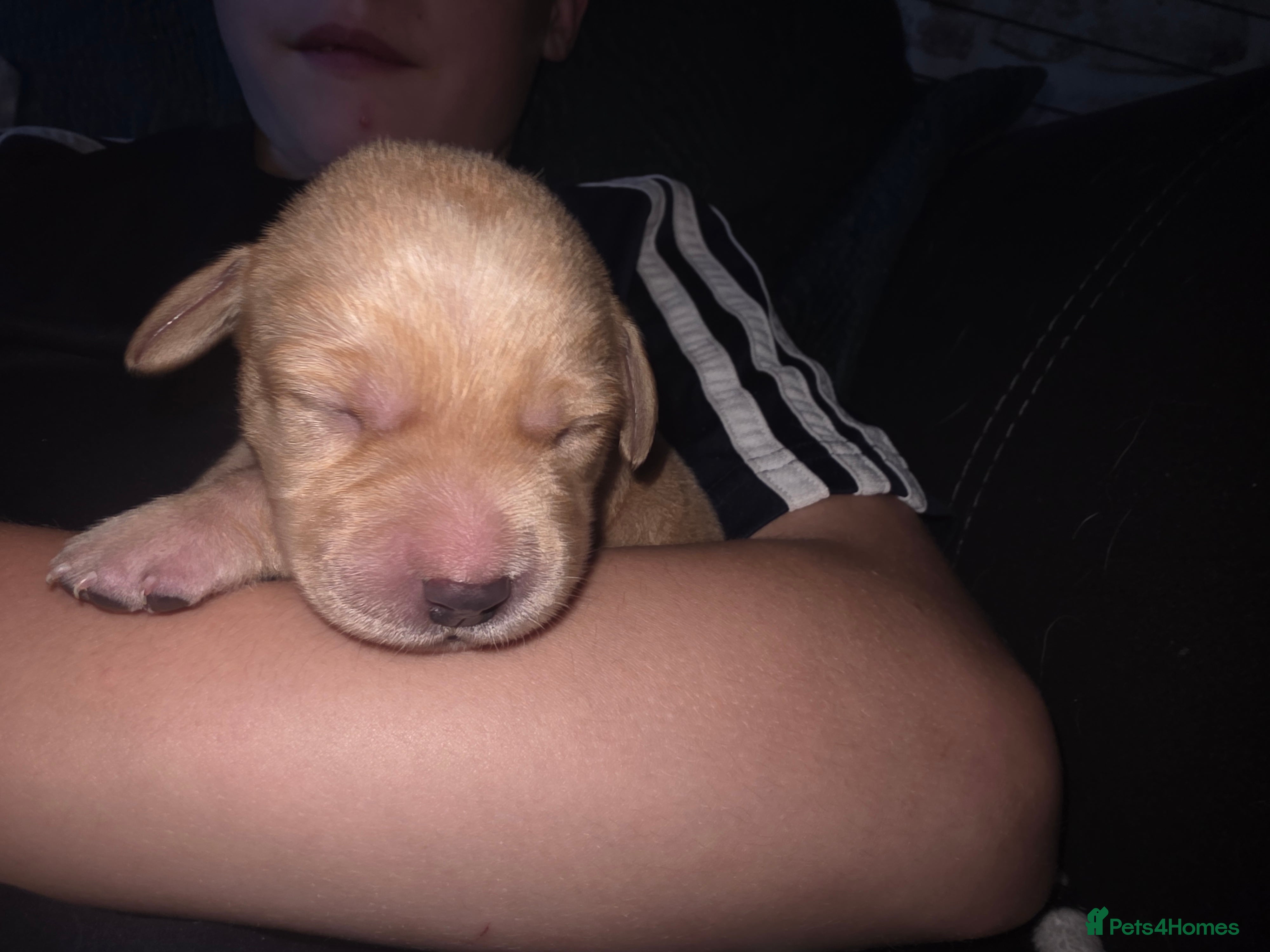 Labrador Retriever dogs for sale: 7 perfect plump little Red Labrador puppies - Advert 5