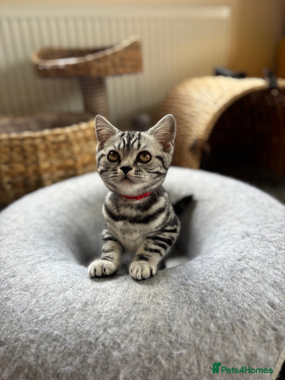 British Shorthair cats for sale: ❤️❤️ GORGEOUS SILVER TABBY BSH GCCF ❤️❤️ - Image 14