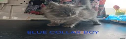 Ragdoll cats for sale: Rare Pattern Ragdoll-Super cudly teddybear kittens - Advert 38