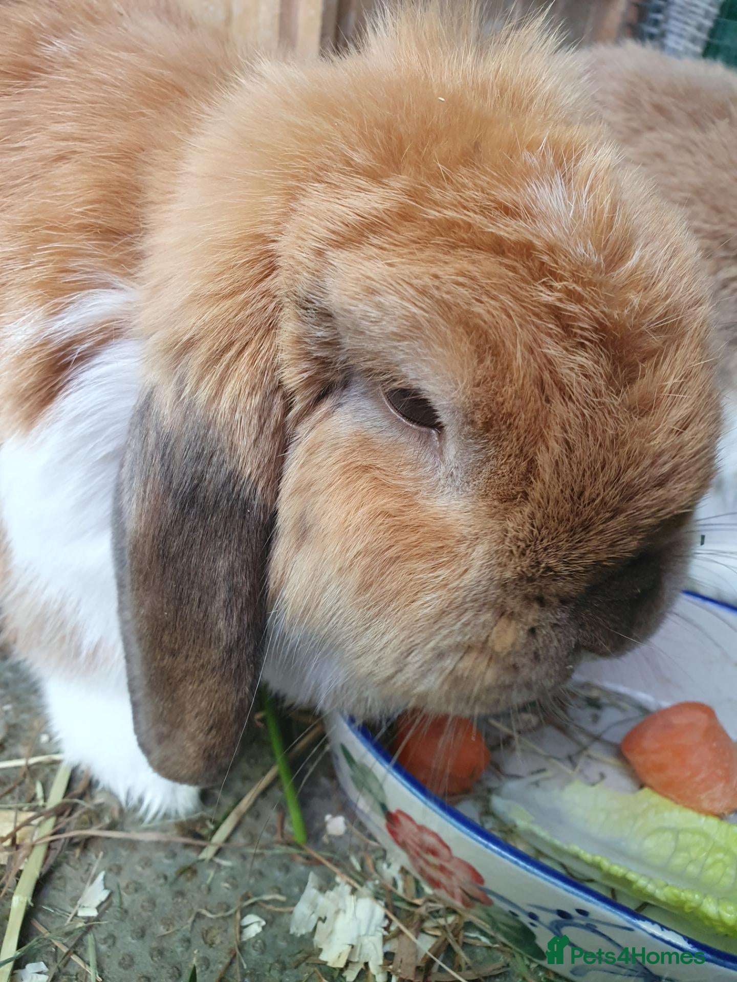 Mini Lop rabbits Spayed/neutered rabbits for adoption, vac Rhd2 - Advert 2