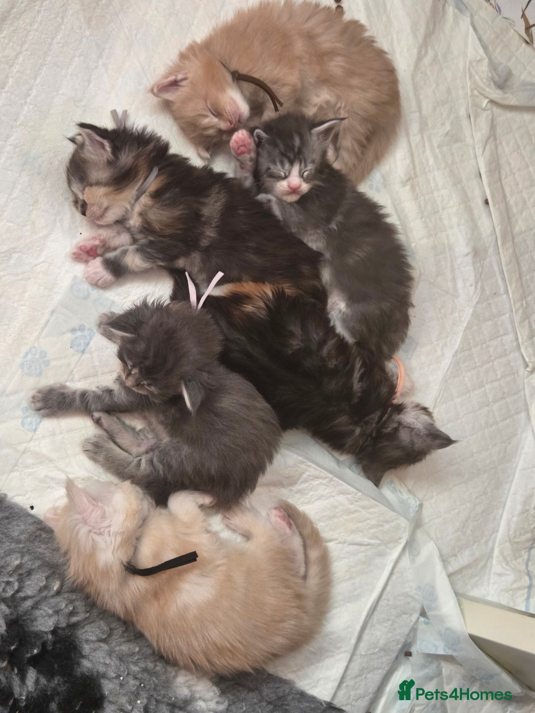 Maine Coon cats for sale: Stunning quality tica registered Mainecoon  - Image 20