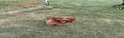 Cockapoo dogs for sale: Beautiful Cockerpoo F1, exceptionally friendly 🐾 - Advert 2