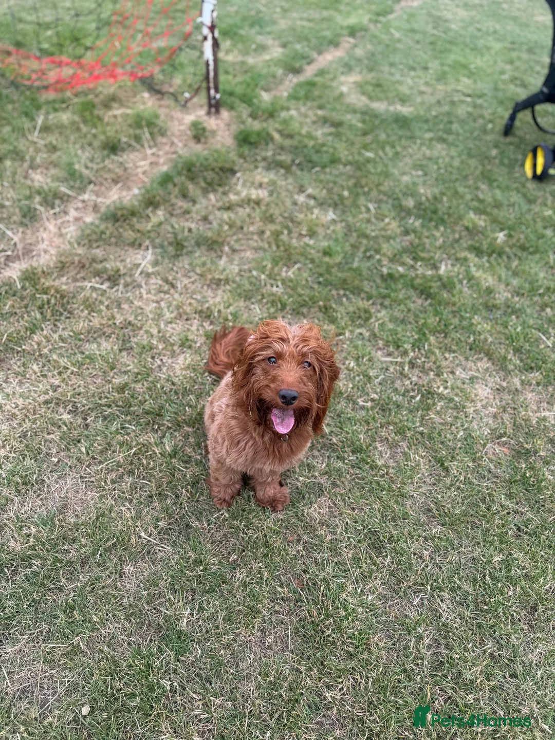 Cockapoo dogs for sale: Beautiful Cockerpoo F1, exceptionally friendly 🐾 - Advert 2