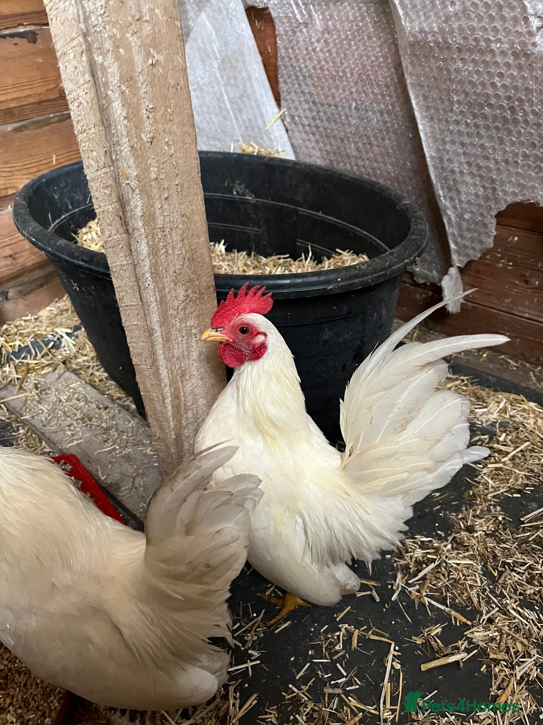 Chickens poultry for sale: Serama chicks from 12 to 24weeks - Advert 7