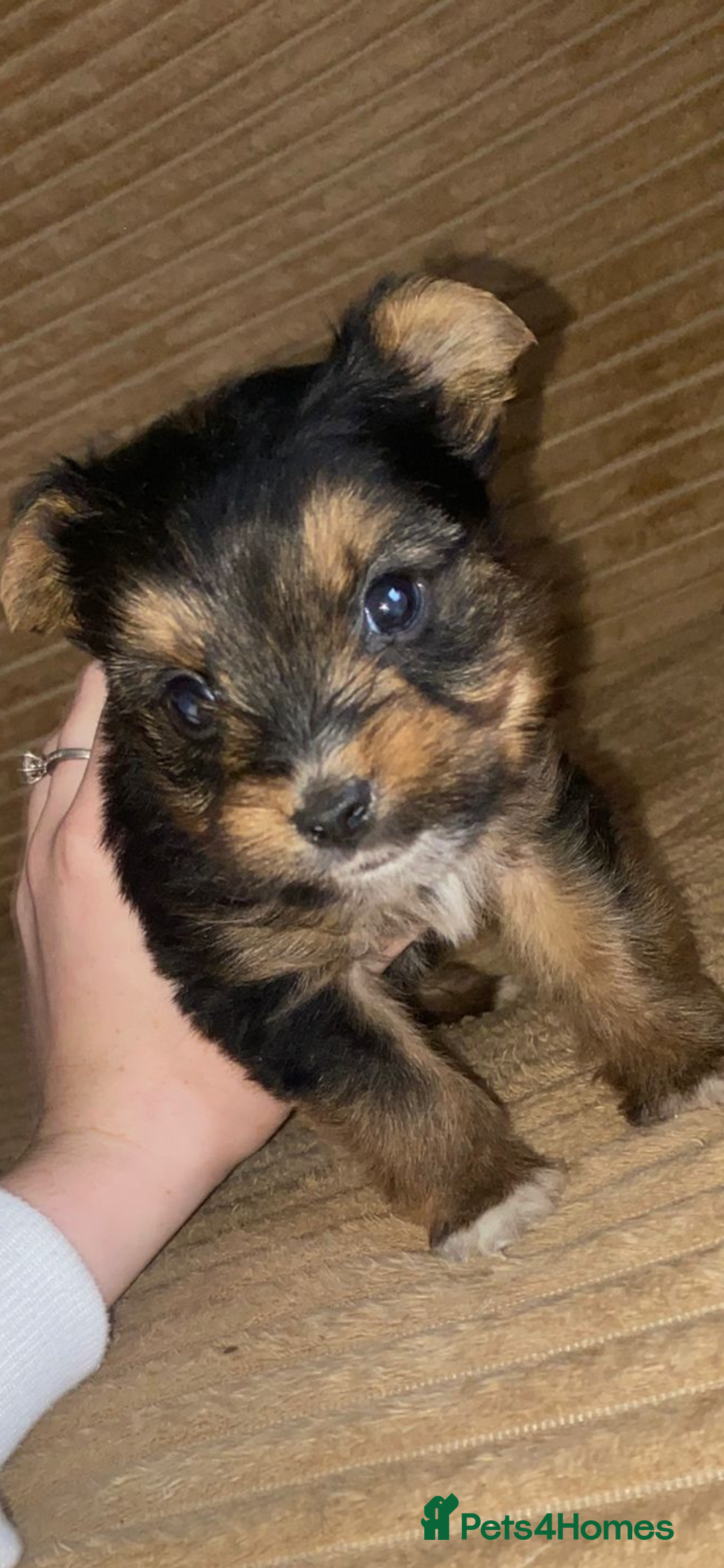 Yorkshire Terrier dogs for sale: Yorkshire terrier boy puppy  - Advert 4