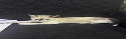 British Longhair cats for sale: 4 British shorthair kittens - Advert 11