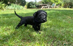 Portuguese Water Dog dogs for sale: Portuguese Water Dog puppies for sale in Oakham - Image 5