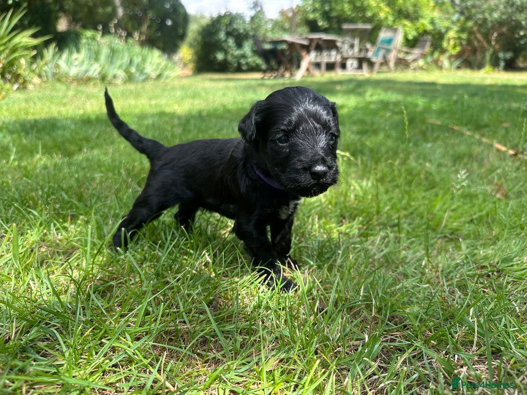 Portuguese Water Dog dogs for sale: Portuguese Water Dog puppies for sale in Oakham - Image 5