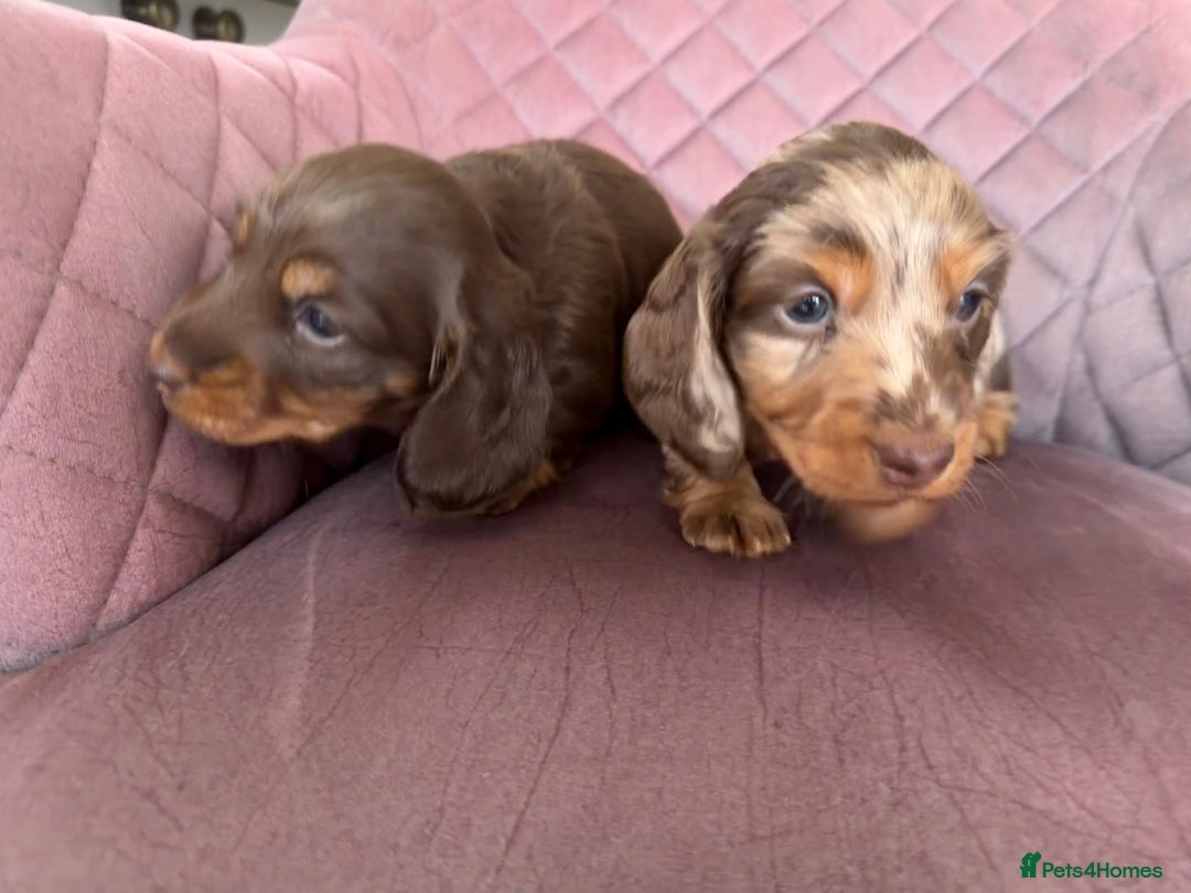 Miniature Dachshund dogs for sale: Long haired miniature dachshund pups - Advert 4