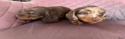 Miniature Dachshund dogs for sale: Long haired miniature dachshund pups - Advert 16