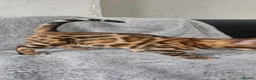 Bengal cats for sale: Bengal kittens - Advert 6