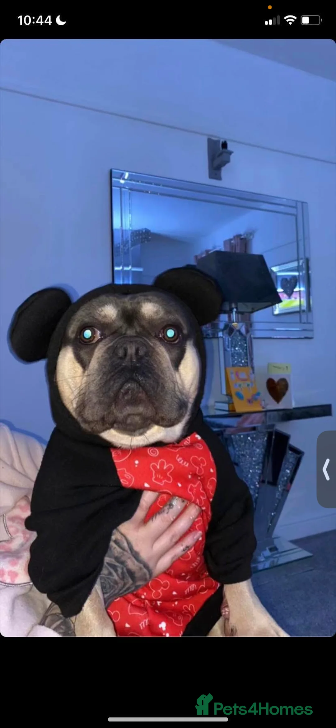 French Bulldog dogs for stud: Stud male French bulldog  - Advert 2