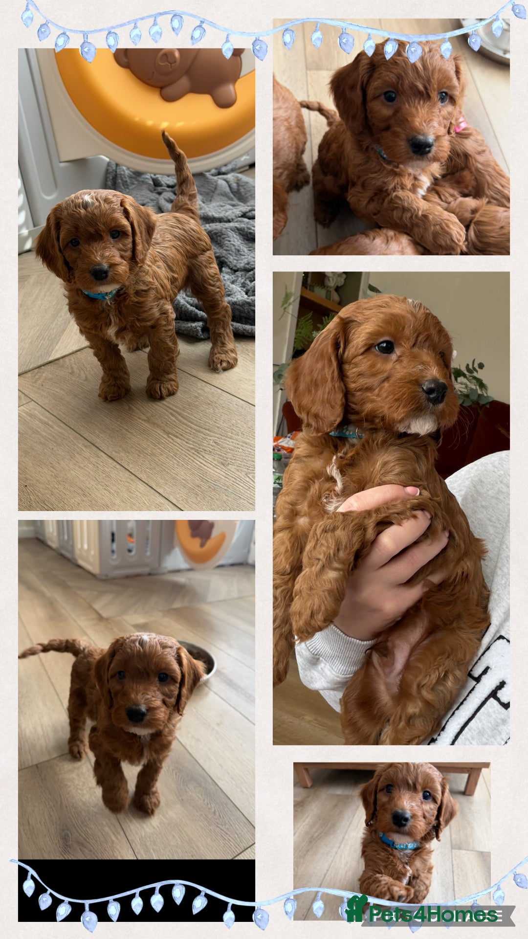 Cockapoo dogs 🌸🌸Extensively health tested F1 Cockapoo’s🌸🌸 - Advert 1