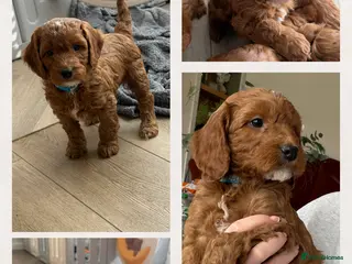 Cockapoo dogs 🌸🌸Extensively health tested F1 Cockapoo’s🌸🌸 - Advert 1