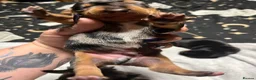 Mixed Breed dogs for sale: Stunning daxi cross pups  in Harleston - Advert 7
