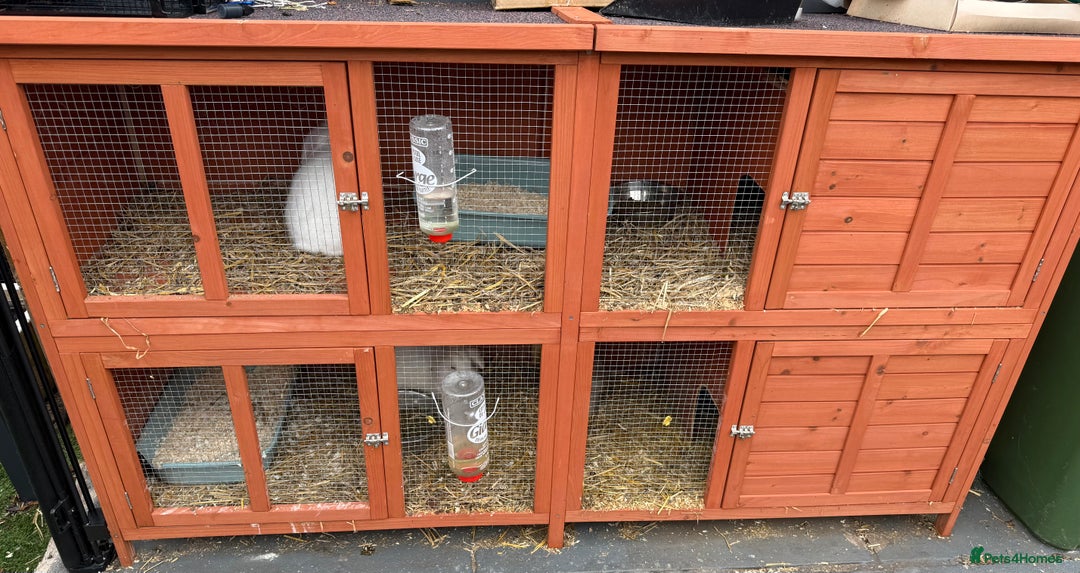 Lionhead rabbits for sale: 3 lionhead rabbits and cage  - Image 4