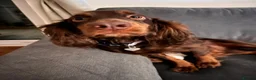 Cocker Spaniel dogs for sale: Murphy - Advert 8