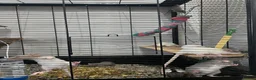 Rat rodents for sale: Baby rats  - Advert 6