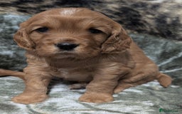 Cockalier dogs for sale: Stunning Health Tested Cockalier Puppies - Image 4