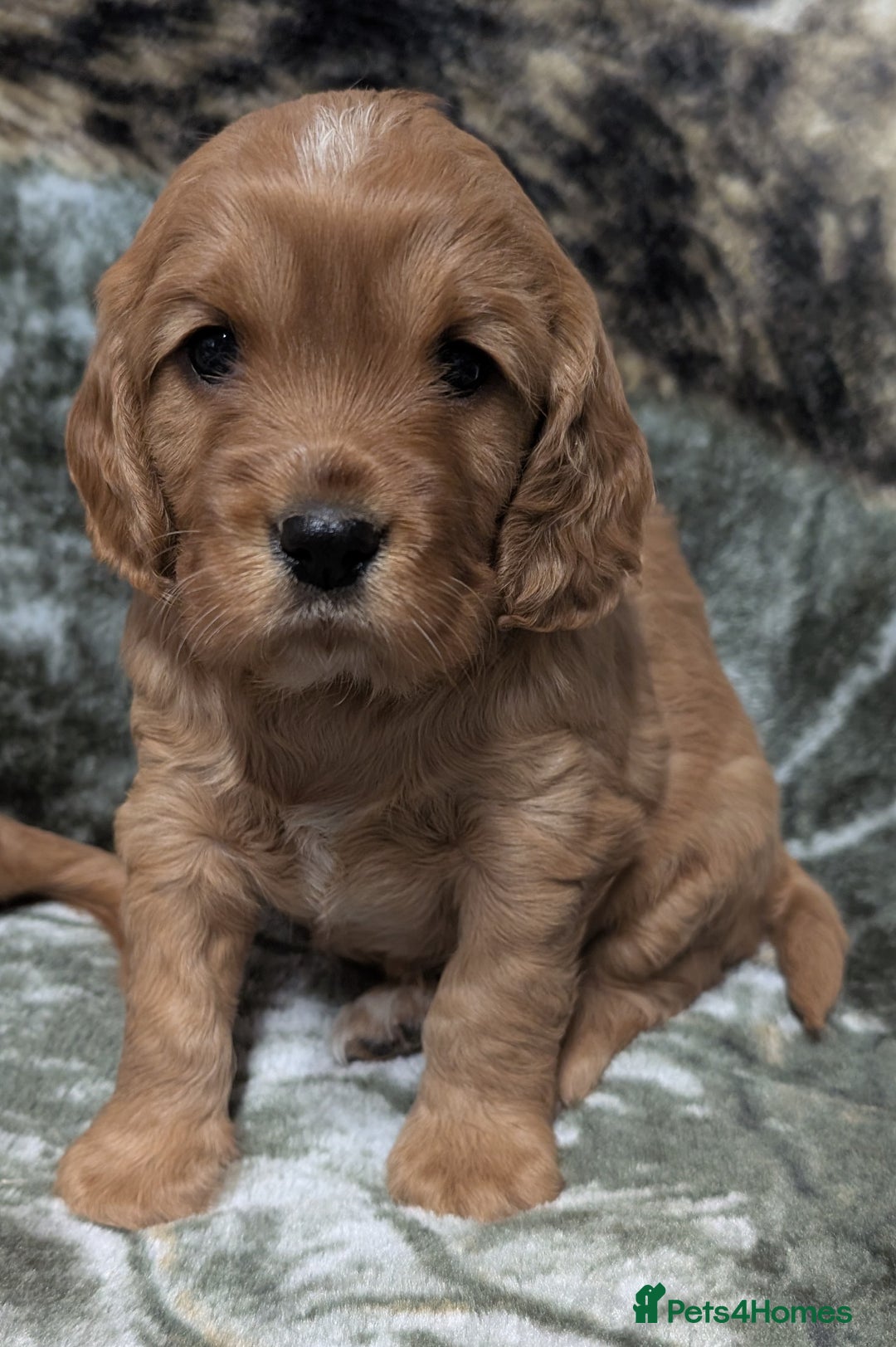 Cockalier dogs for sale: Stunning Health Tested Cockalier Puppies - Image 4
