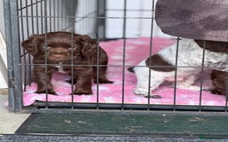 Cocker Spaniel dogs for sale: Working cocker spainel Puppys Ready to leave  - Image 3