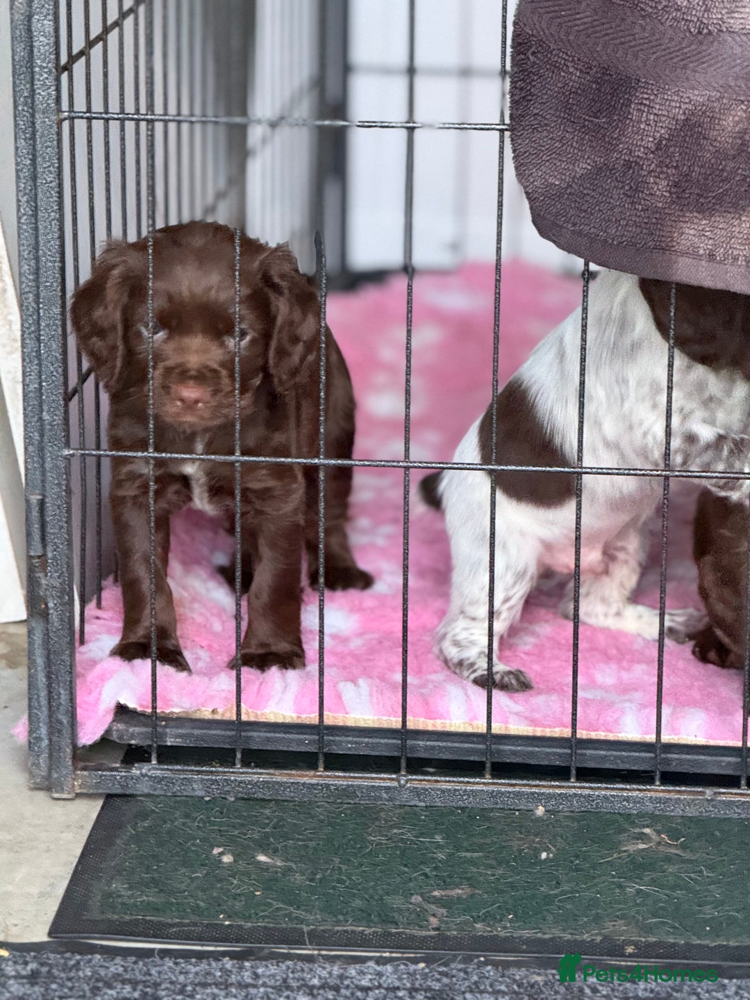 Cocker Spaniel dogs for sale: Working cocker spainel Puppys Ready to leave  - Image 3