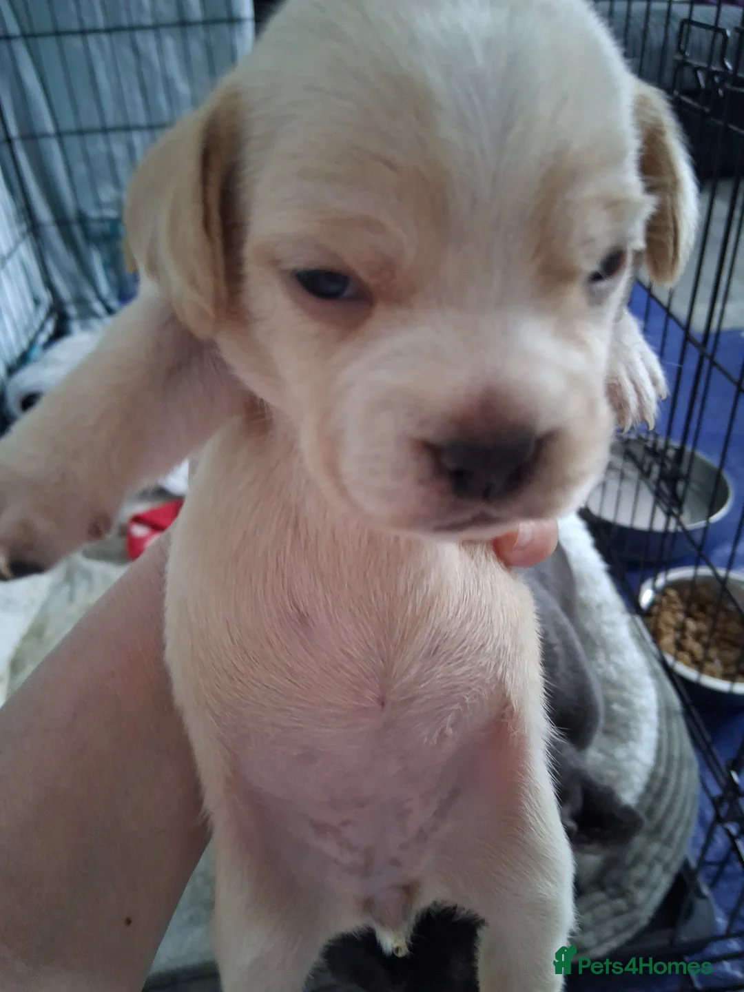 Mixed Breed dogs for sale: Fockers - Advert 2