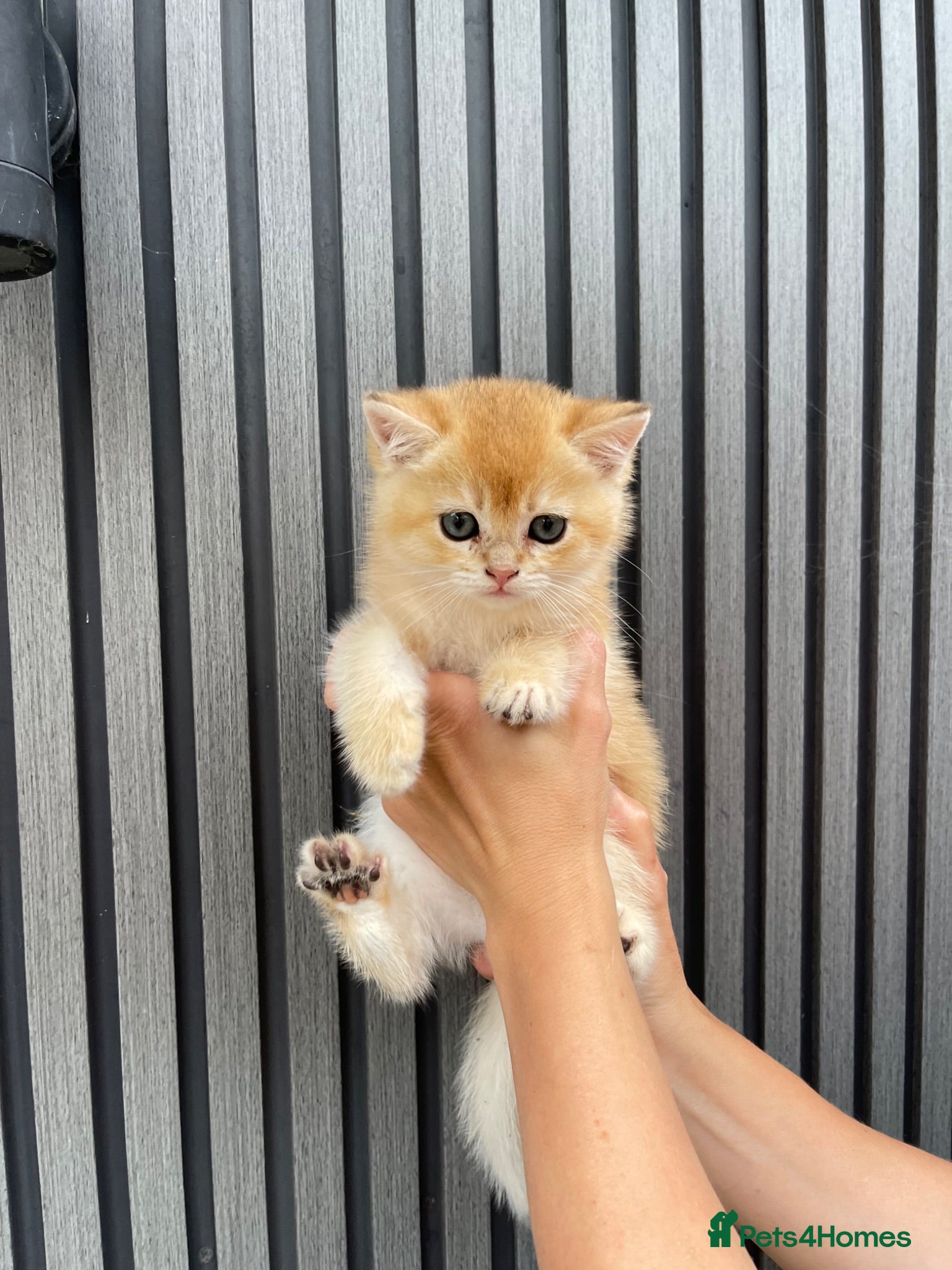 Scottish Fold cats for sale: SALE SCOTTISH FOLD GOLDEN CHINCHILLA NY11 KITTENS. - Advert 3