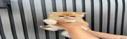 Scottish Fold cats for sale: SCOTTISH FOLD GOLDEN CHINCHILLA NY11-NY12 KITTENS. in Basildon - Advert 1