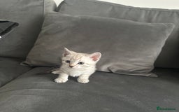 Bengal cats for sale: Stunning bengal/ragdoll kittens  - Image 15