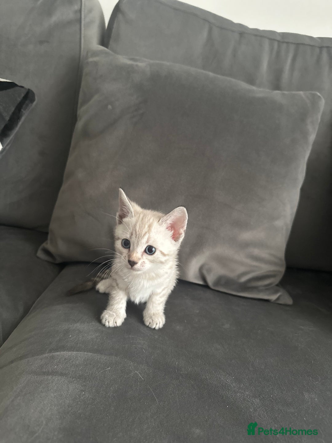 Bengal cats for sale: Stunning bengal/ragdoll kittens  - Image 15