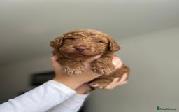 Goldendoodle dogs for sale: 🌟F1B Standard Goldendoodle Puppies in Merthyr Tydfil - Image 11