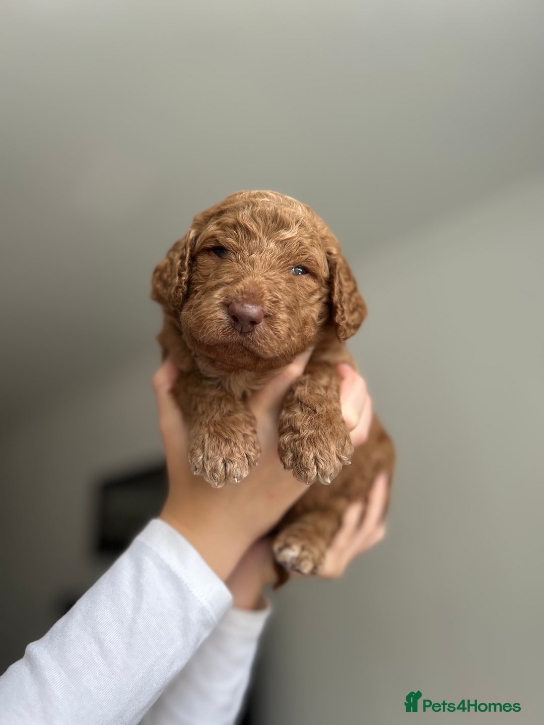 Goldendoodle dogs for sale: 🌟F1B Standard Goldendoodle Puppies in Merthyr Tydfil - Image 11