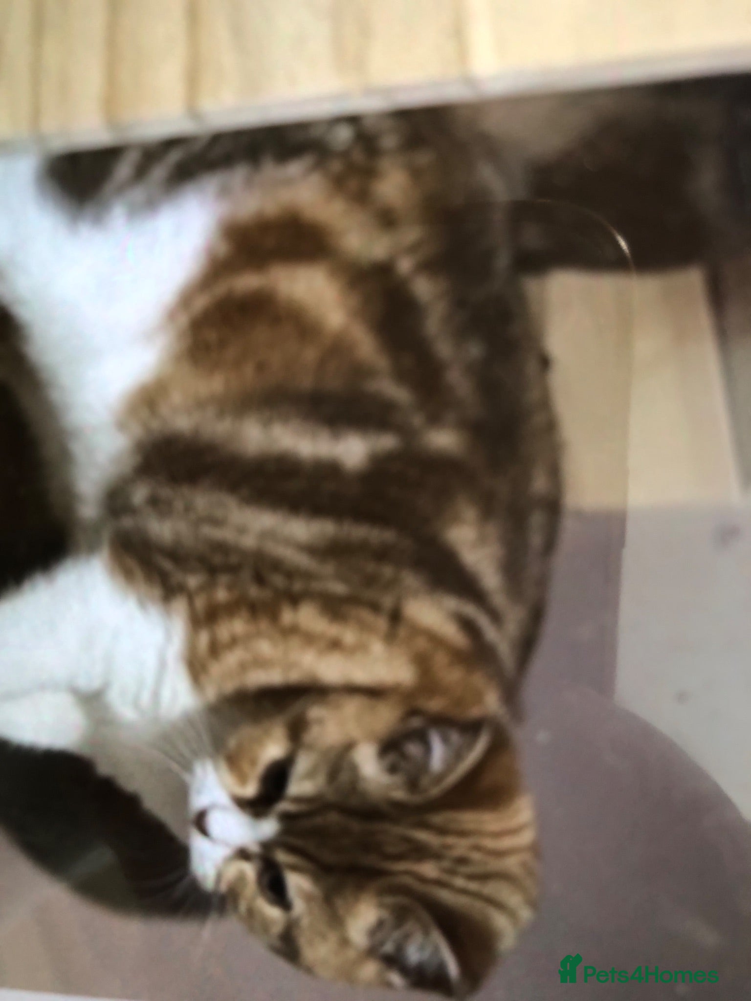 Scottish Fold cats Stunning Scottish fold cat 2 years old  - Advert 1