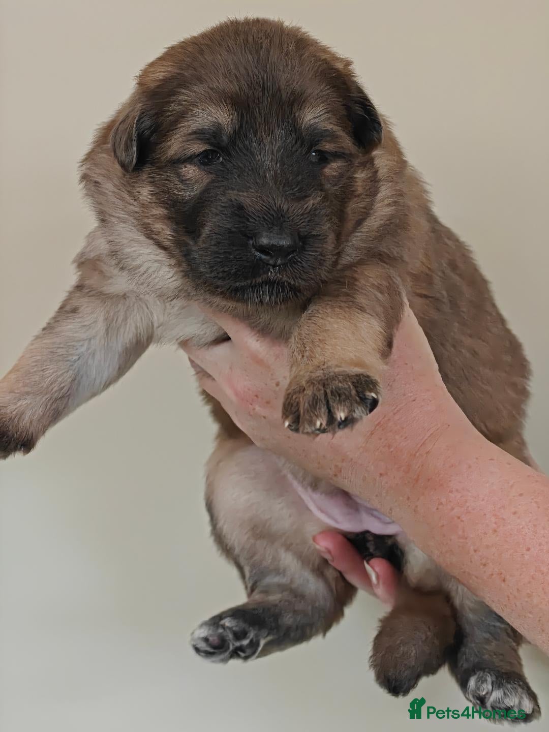 German Shepherd dogs for sale: Long coated litter of GVW GSD pups - Image 4