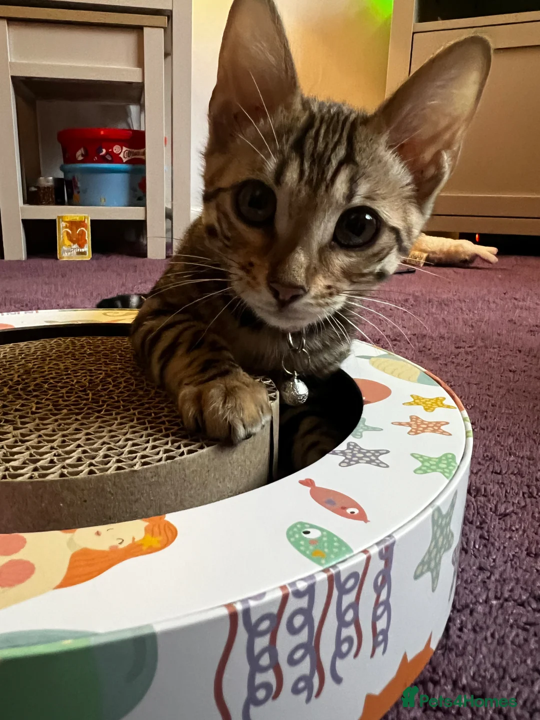 Bengal cats for sale: 1 year old female Bengal - Advert 2
