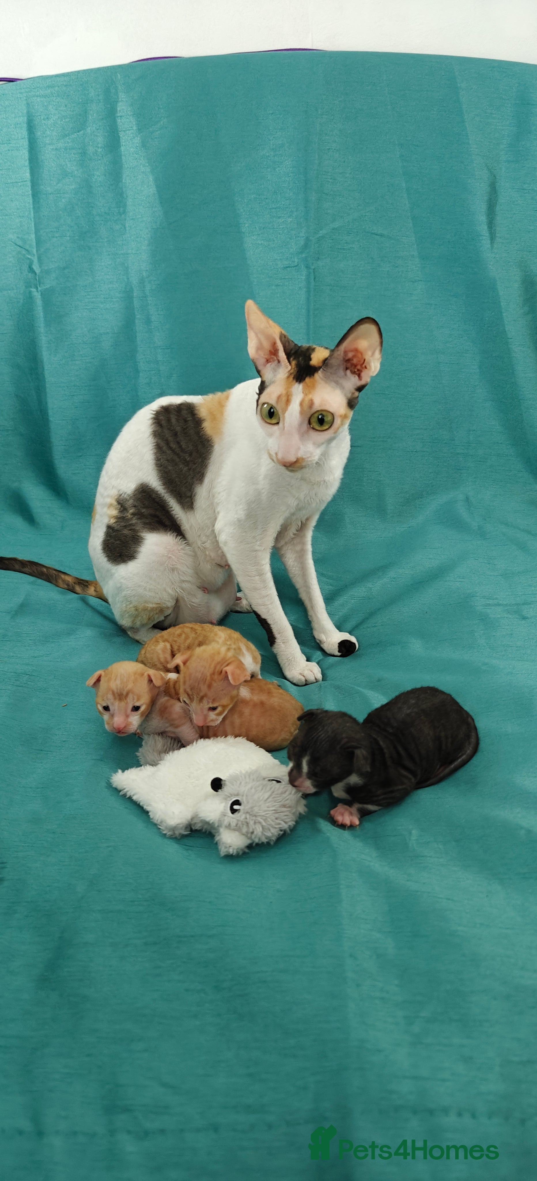 Cornish Rex cats Cornish Rex Kitten Ready for his new  home! - Advert 1