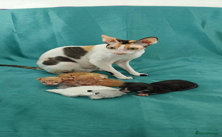 Cornish Rex cats - Advert 1
