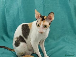 Cornish Rex cats Cornish Rex Kitten Ready for his new home! - Advert 1