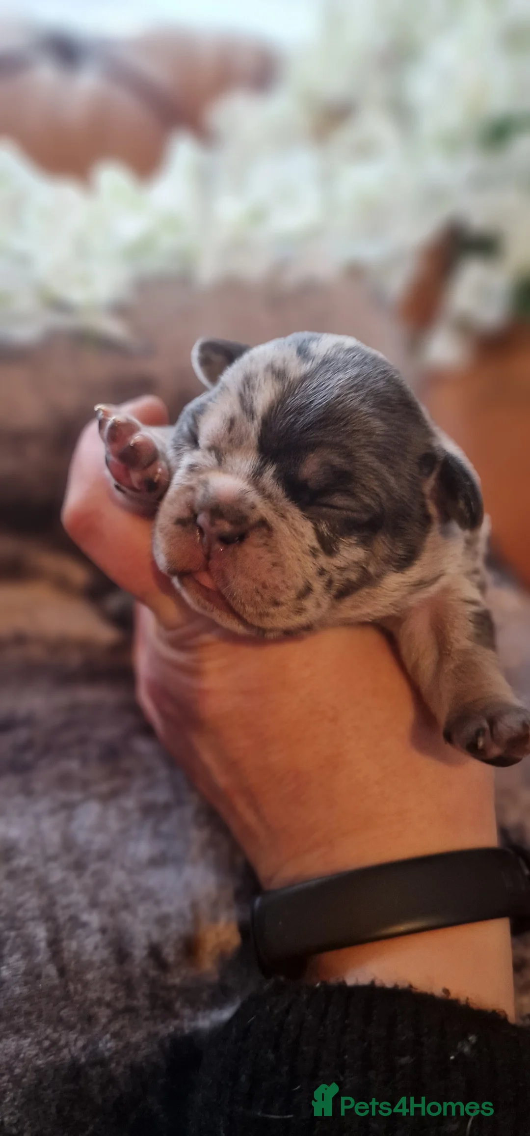 French Bulldog dogs for sale: 💥👀 NEW SHADE ISABELLA, MERLE TRI LILAC   - Advert 38