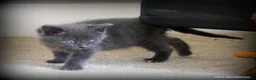 Mixed Breed cats for sale: Gorgeous Rag Doll/Maine Coon/Russian Blue X - Advert 10