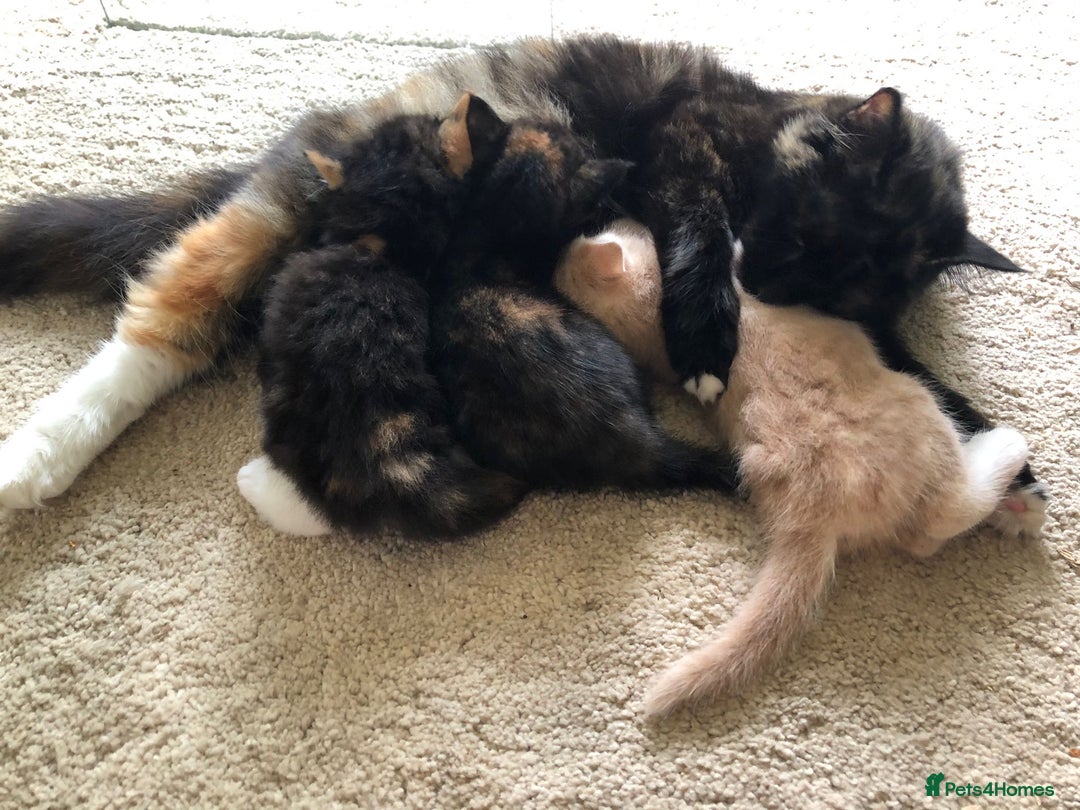 Mixed Breed cats for sale: Kittens for sale - Image 2