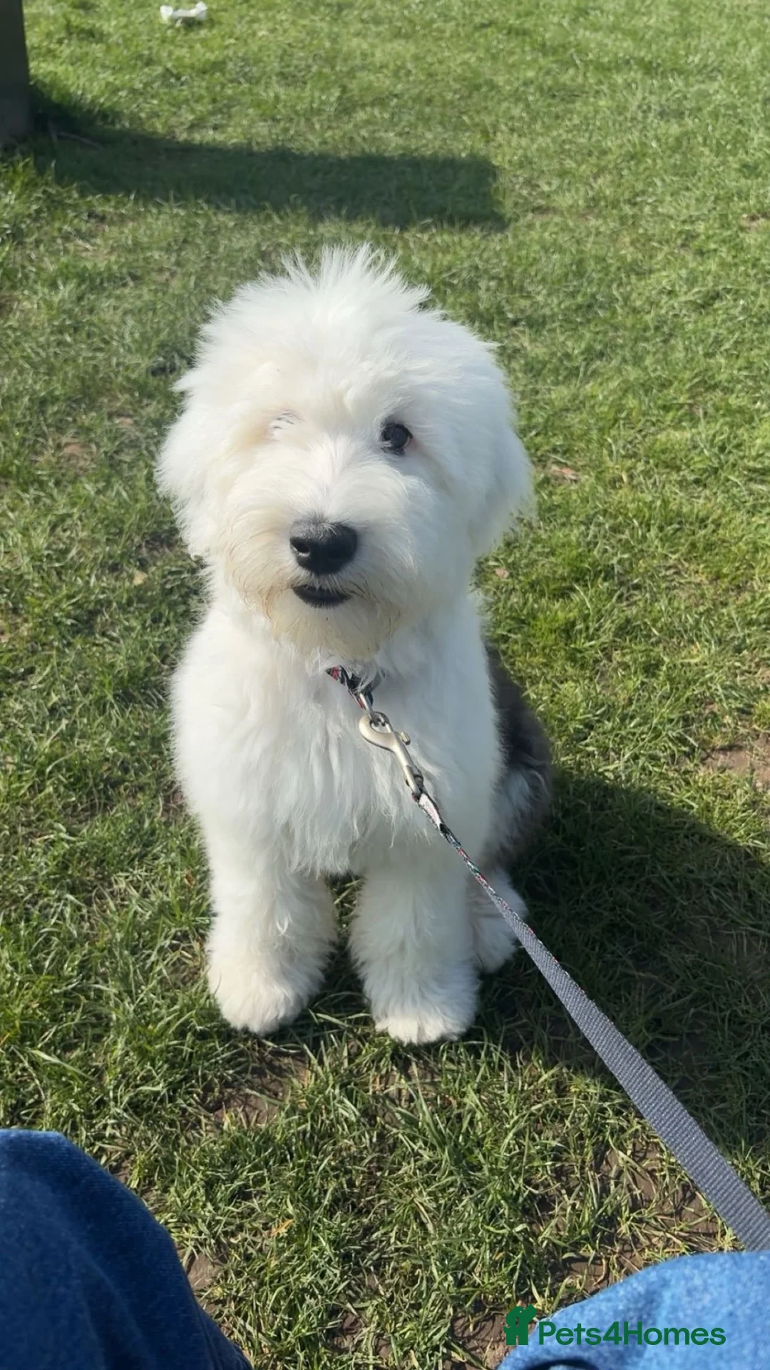 Old English Sheepdog dogs for sale: Female old English sheepdog  in Ongar - Advert 6