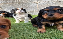 Cavalier King Charles Spaniel dogs for sale: Gorgeous cavalier puppies  - Image 11