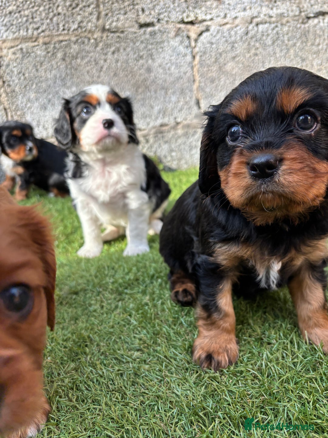 Cavalier King Charles Spaniel dogs for sale: Gorgeous cavalier puppies  - Image 11