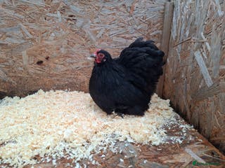 Chickens poultry Pekin bantom pullets and males - Advert 1