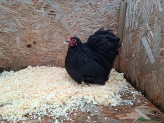 Chickens poultry Pekin bantom pullets and males - Advert 17